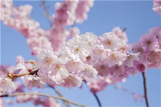  - Prunus serrulata