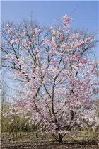  - Prunus, Zierkirsche