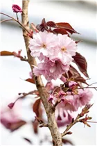  - Prunus serrulata 'Royal Burgundy'®