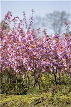 - Prunus serrulata 'Kanzan'  - Prunus serrulata 'Kanzan'