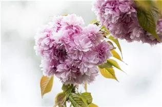 - Prunus serrulata 'Kanzan'  - Prunus serrulata 'Kanzan'