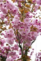 - Prunus serrulata 'Kanzan'  - Prunus serrulata 'Kanzan'