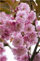 - Prunus serrulata 'Kanzan'  - Prunus serrulata 'Kanzan'