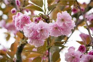 - Prunus serrulata 'Kanzan'  - Prunus serrulata 'Kanzan'