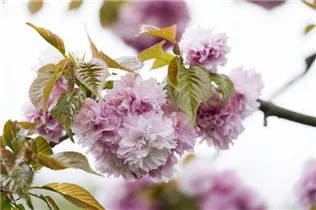 - Prunus serrulata 'Kanzan'  - Prunus serrulata 'Kanzan'