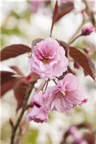  - Prunus serrulata 'Royal Burgundy'®