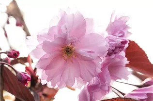  - Prunus serrulata 'Royal Burgundy'®