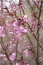  - Prunus serrulata 'Royal Burgundy'®