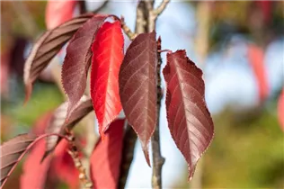  - Prunus serrulata 'Royal Burgundy'®