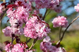  - Prunus serrulata 'Royal Burgundy'®