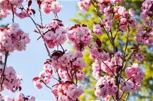  - Prunus serrulata 'Royal Burgundy'®