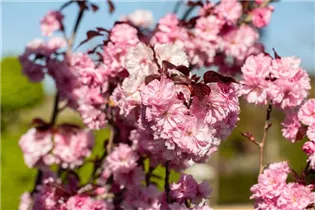  - Prunus serrulata 'Royal Burgundy'®