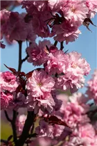  - Prunus serrulata 'Royal Burgundy'®