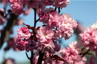  - Prunus serrulata 'Royal Burgundy'®