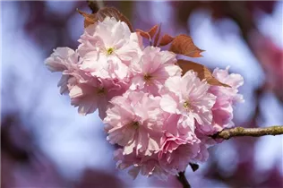  - Prunus subhirtella 'Accolade'