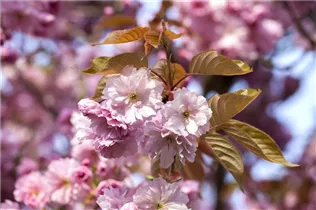  - Prunus subhirtella 'Accolade'