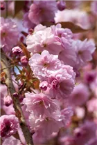  - Prunus subhirtella 'Accolade'