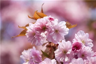  - Prunus subhirtella 'Accolade'