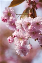  - Prunus subhirtella 'Accolade'