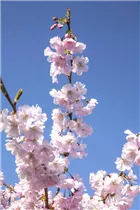  - Prunus subhirtella 'Accolade'