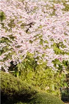  - Prunus subhirtella 'Accolade'
