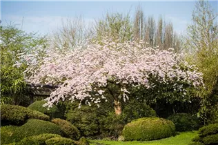  - Prunus subhirtella 'Accolade'