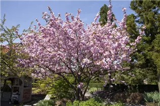 - Prunus sargentii  - Prunus sargentii