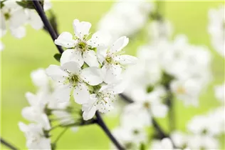  - Prunus, Zierkirsche