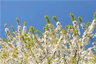  - Prunus, Zierkirsche