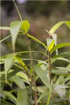  - Pseudosasa japonica