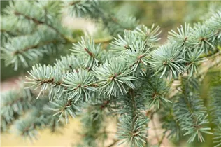  - Pseudotsuga menziesii