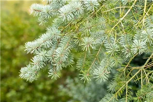  - Pseudotsuga menziesii