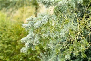 - Pseudotsuga menziesii