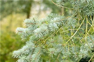  - Pseudotsuga menziesii
