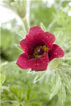 - Pulsatilla vulgaris 'Rote Glocke'  - Pulsatilla vulgaris 'Rote Glocke'