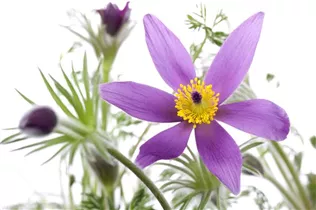  - Pulsatilla vulgaris 'Pinwheel Blau'®