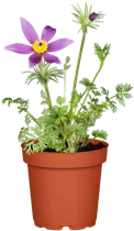 - Pulsatilla vulgaris 'Rote Glocke'  - Pulsatilla vulgaris 'Rote Glocke'
