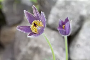  - Pulsatilla vulgaris