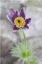  - Pulsatilla vulgaris 'Violet Blue'