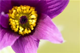  - Pulsatilla vulgaris