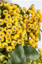  - Pyracantha coccinea