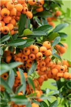 - Pyracantha coccinea