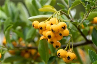  - Pyracantha coccinea