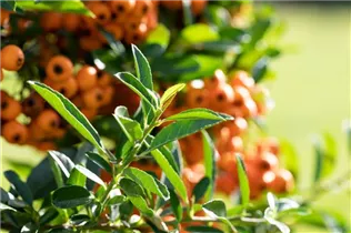 - Pyracantha coccinea