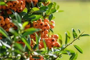  - Pyracantha coccinea