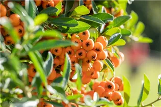  - Pyracantha coccinea