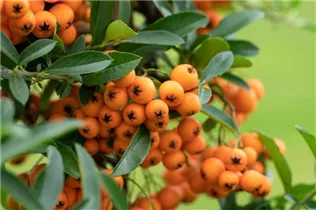  - Pyracantha coccinea