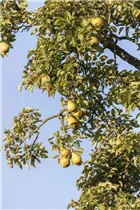  - Pyrus communis 'Gieser Wildeman'