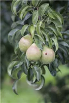  - Pyrus communis