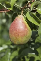  - Pyrus communis